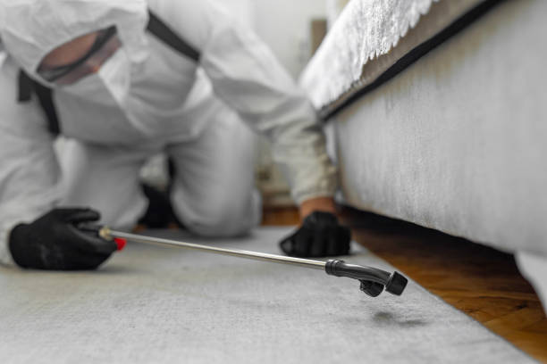 Professional Bed Bug Control technician working in Lanai City, HI